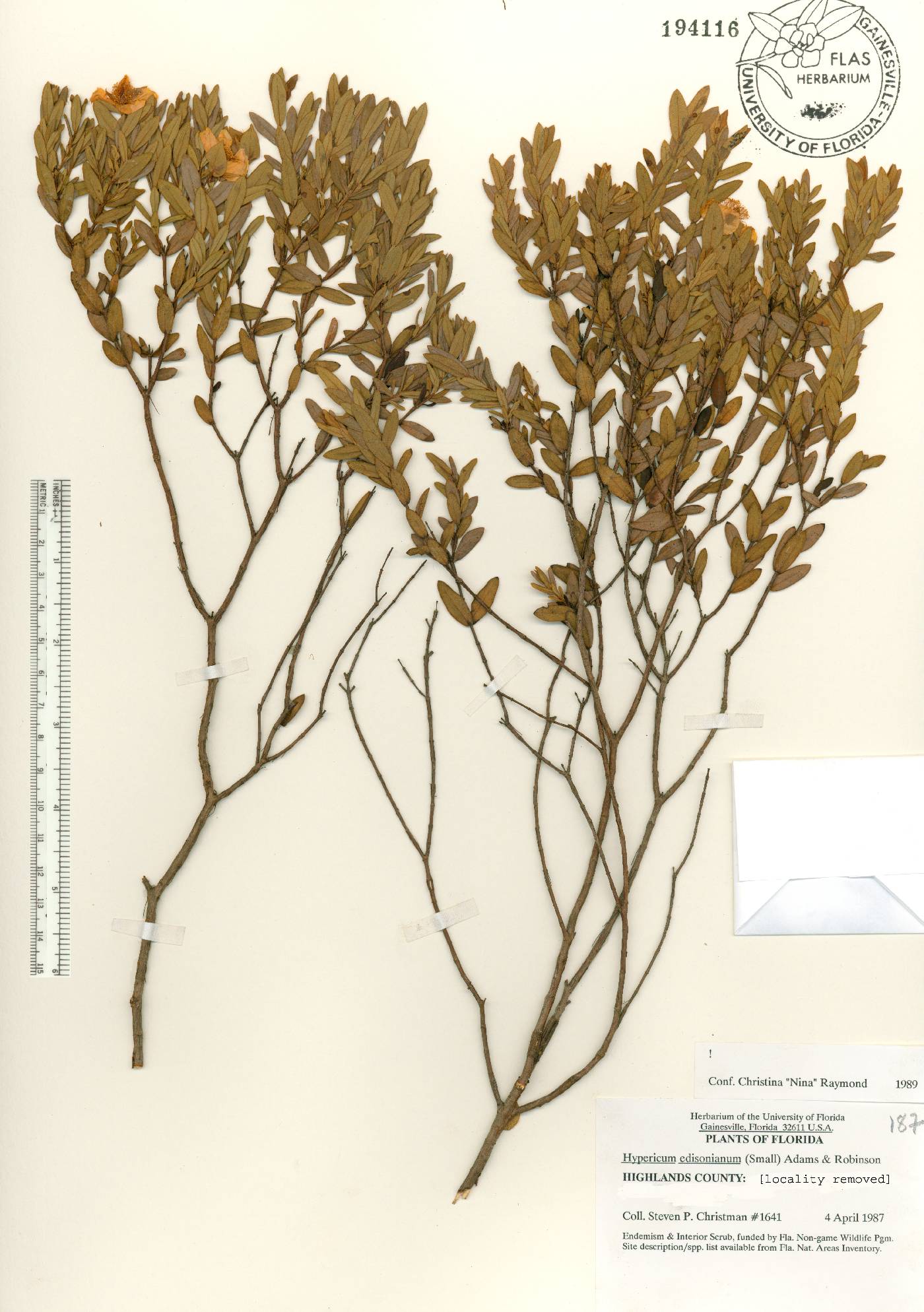 Hypericum edisonianum image