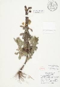 Chrysopsis highlandsensis image