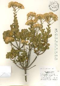 Garberia heterophylla image