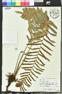 Telmatoblechnum serrulatum image