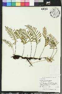 Pleopeltis polypodioides image