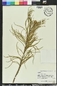 Taxodium ascendens image