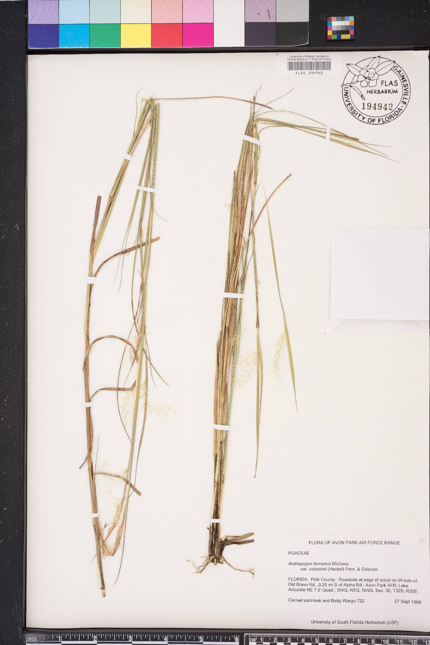 Andropogon cabanisii image