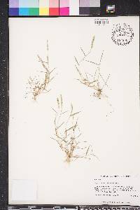 Eragrostis ciliaris image