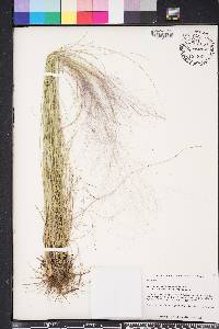 Muhlenbergia capillaris image