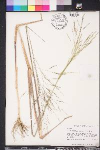 Panicum dichotomiflorum var. dichotomiflorum image