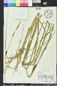 Carex striata image