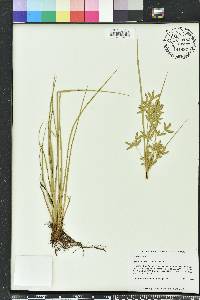 Cyperus lecontei image