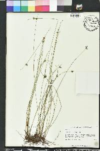 Scleria baldwinii image