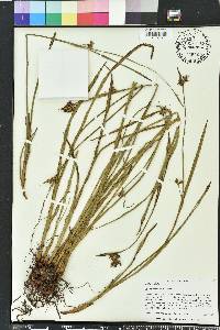 Scleria triglomerata image