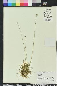 Eriocaulon compressum image