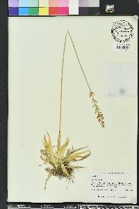 Aletris lutea image