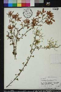 Polygonella polygama image