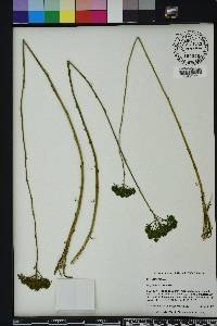 Polygala cymosa image