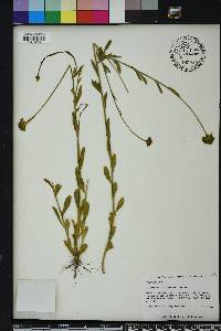 Polygala rugelii image