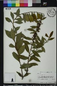 Lyonia lucida image