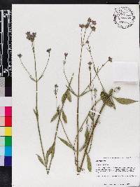 Verbena scabra image