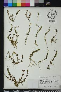 Lindernia grandiflora image