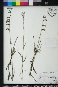 Lobelia glandulosa image