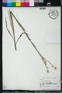 Pityopsis graminifolia image