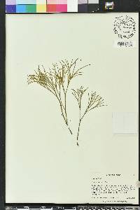 Psilotum nudum image