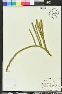 Lycopodiella alopecuroides image