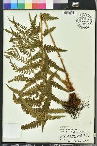 Dryopteris ludoviciana image