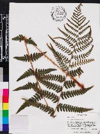 Dryopteris ludoviciana image