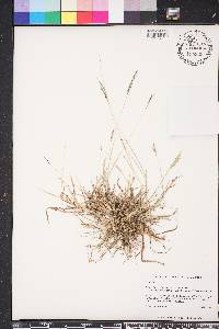 Bothriochloa ischaemum image