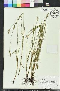 Scleria reticularis image