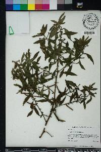 Ludwigia leptocarpa image