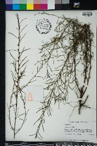 Ludwigia linearis image