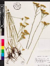 Bigelowia australis image