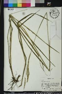 Paspalum floridanum image