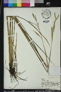 Paspalum praecox image