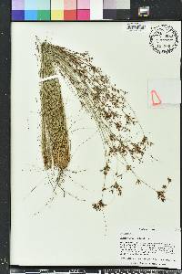 Bulbostylis ciliatifolia image