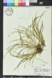 Carex abscondita image