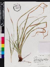 Carex baltzellii image