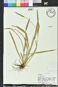 Carex crebriflora image