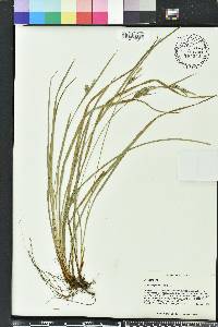 Carex dasycarpa image