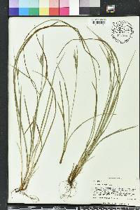 Carex dasycarpa image