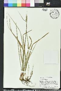 Carex dasycarpa image