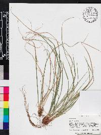 Carex floridana image