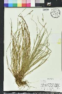 Carex godfreyi image