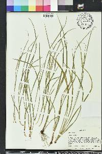 Carex godfreyi image