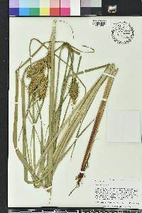 Carex lupuliformis image