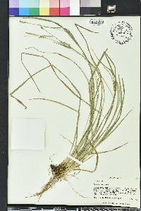 Carex striatula image