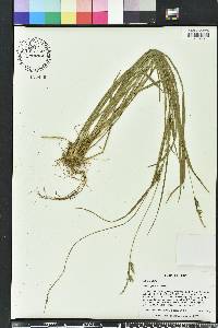 Carex styloflexa image