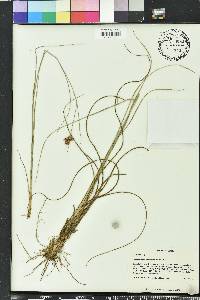 Rhynchospora fascicularis image