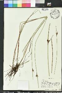 Scleria baldwinii image